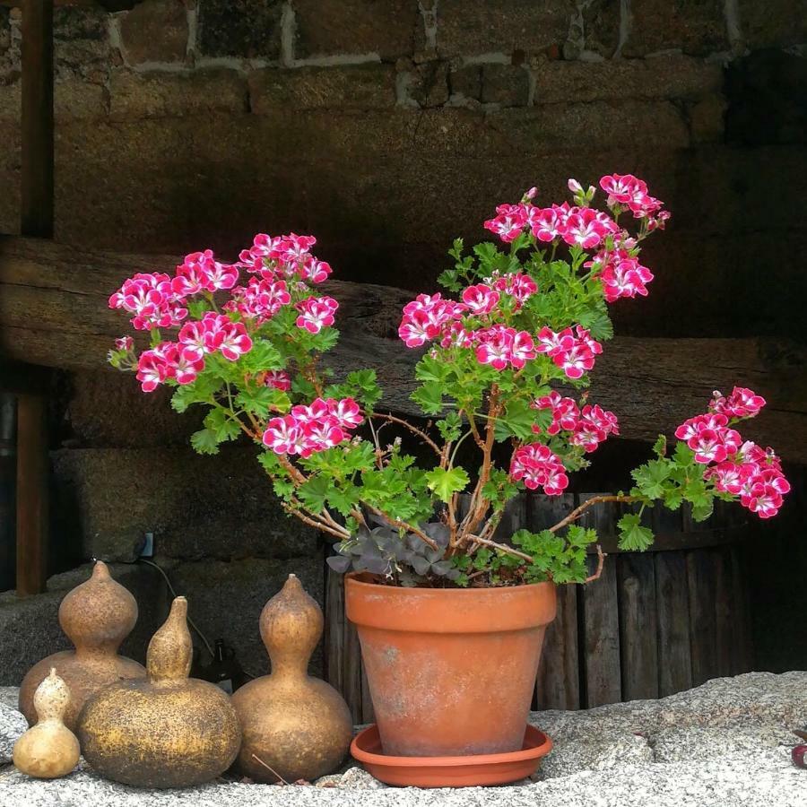 Pensjonat Casa Do Fundo - Sustainable & Ecotourism Seia Zewnętrze zdjęcie